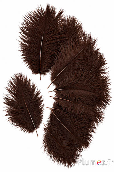 Struisvogel Bellies -8-13 cm - koffie